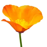 Pavot de Californie