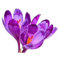  Safran