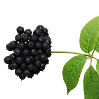 Ginseng sibérien 