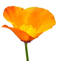 Pavot de Californie