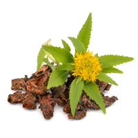 Rhodiola Rosea