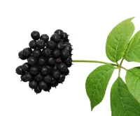 Ginseng sibérien 