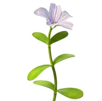 Bacopa